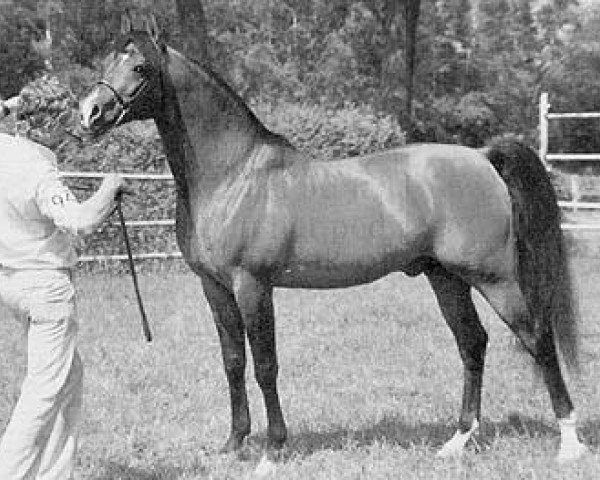 stallion Mufaq ox (Arabian thoroughbred, 1976, from Mubark ox)