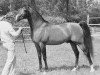 stallion Mufaq ox (Arabian thoroughbred, 1976, from Mubark ox)
