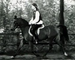 broodmare Mubara (Nederlands Rijpaarden en Pony, 1982, from Mufaq ox)