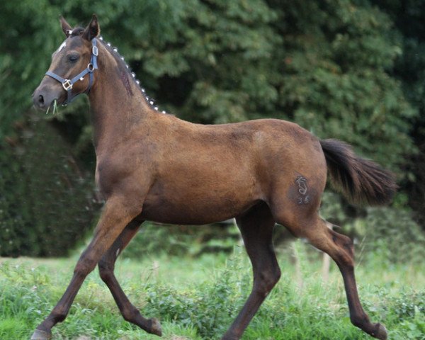 Springpferd Fohlen von Duncan (Deutsches Reitpony, 2012, von Duncan 86)