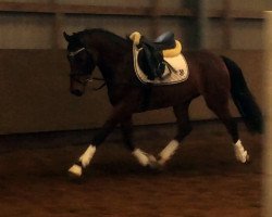 dressage horse Valmiro (German Riding Pony, 2011, from Vincente)