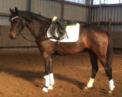 dressage horse Jacky (German Riding Pony, 2011, from Vincente)