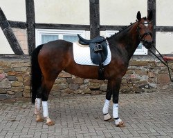 dressage horse Neva 10 (German Riding Pony, 2009, from Davenport II)