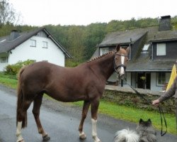 dressage horse Dr. Dolly (German Riding Pony, 2008, from Davenport II)