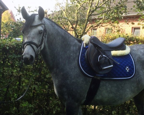 dressage horse Bexxi (German Riding Pony, 2011, from Davenport II)