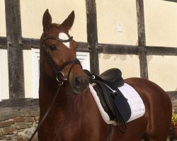 broodmare Coopa (German Riding Pony, 2011, from Davenport II)