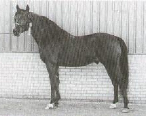 stallion Nut ox (Arabian thoroughbred, 1977, from Topol 1958 ox)