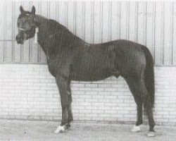 Deckhengst Nut ox (Vollblutaraber, 1977, von Topol 1958 ox)