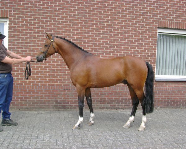 Deckhengst Viva La Bam (Nederlands Rijpaarden en Pony, 2004, von Vitano)