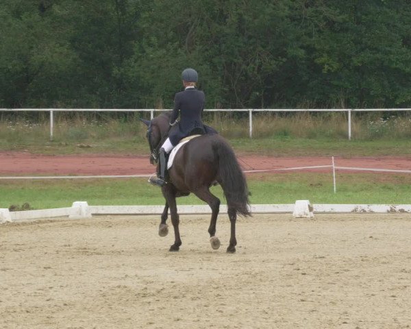 Reitturnier Heiligenwald 2021