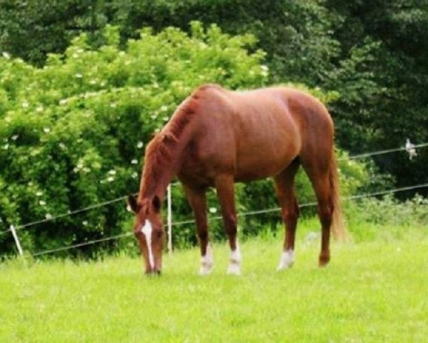 broodmare Piccolina (Westphalian, 1991, from Pit I)