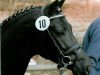 stallion Three-Stars Dumbledore (German Riding Pony, 2003, from Da Vinci R)