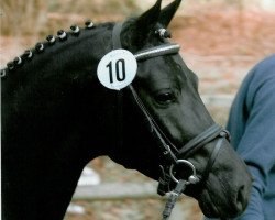 Deckhengst Three-Stars Dumbledore (Deutsches Reitpony, 2003, von Da Vinci R)