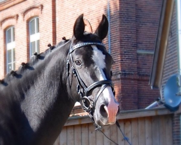 jumper Dorina (German Riding Pony, 2011, from Duncan 86)