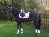 dressage horse Vitali 17 (German Riding Pony, 2011, from Vincente)