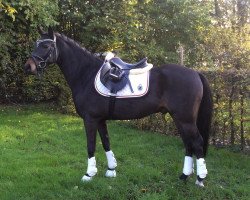 dressage horse Vitali 17 (German Riding Pony, 2011, from Vincente)