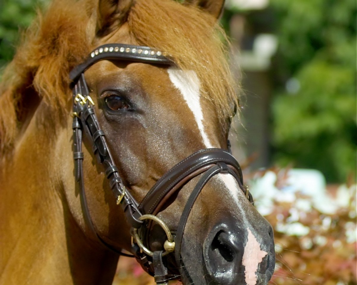 broodmare Hope and Glory (German Riding Pony, 2000, from Hattrick)
