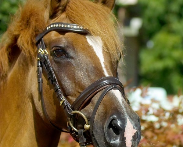 broodmare Hope and Glory (German Riding Pony, 2000, from Hattrick)