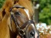 broodmare Hope and Glory (German Riding Pony, 2000, from Hattrick)