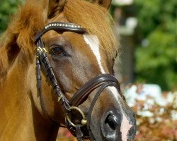 Zuchtstute Hope and Glory (Deutsches Reitpony, 2000, von Hattrick)