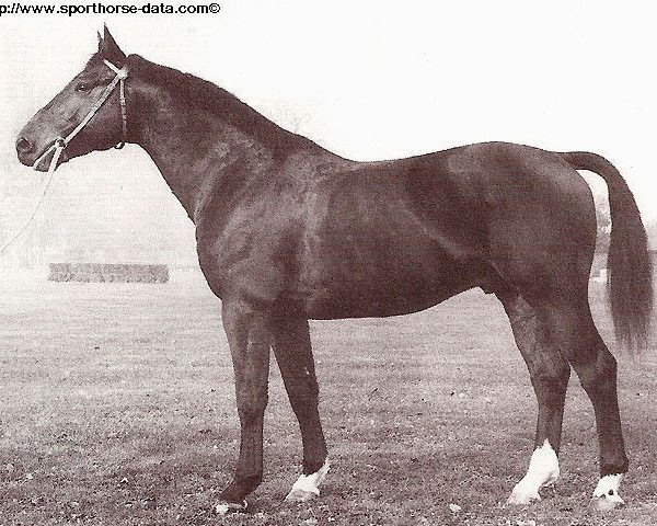 stallion Indigene de Corday (Selle Français, 1974, from Mexico)