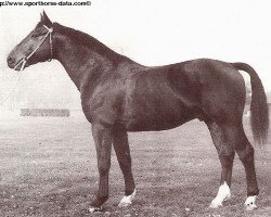 Deckhengst Indigene de Corday (Selle Français, 1974, von Mexico)