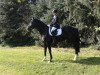 dressage horse Balu 485 (German Sport Horse, 2008, from Sarotti 43)