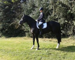 dressage horse Balu 485 (German Sport Horse, 2008, from Sarotti 43)