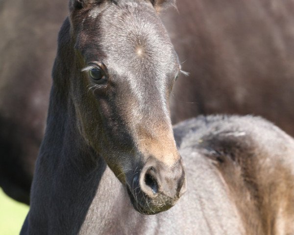 dressage horse Diamond (Oldenburg, 2012, from Don Frederico)