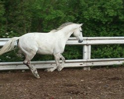 Pferd Kleiner Mann (Trakehner, 1997, von Ulexis)