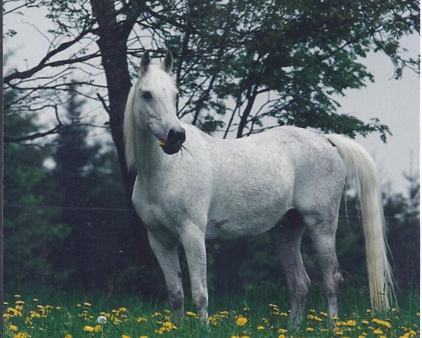 broodmare Medeaa ox (Arabian thoroughbred, 1986, from Strike ox)