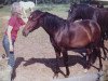 broodmare Stella Ia (Lehmkuhlen Pony,  , from Eulenspiegel)