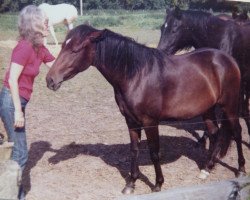 Zuchtstute Stella Ia (Lehmkuhlener Pony,  , von Eulenspiegel)