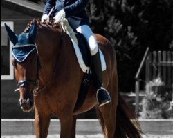 dressage horse Dorado 179 (Oldenburg, 2001, from Dormello)