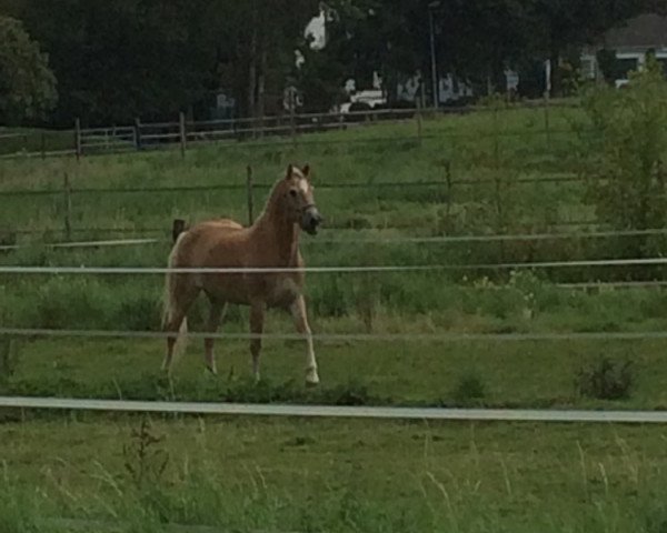 Dressurpferd Moritz 2632 (Haflinger, 1994, von Nordstern)