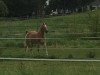 dressage horse Moritz 2632 (Haflinger, 1994, from Nordstern)