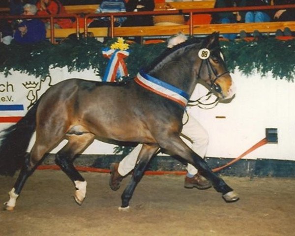 stallion Anydale Martien (New Forest Pony, 1991, from Ralph)
