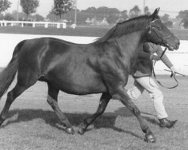 Zuchtstute Burton Honey (New-Forest-Pony, 1965, von Priory Blue Peter)