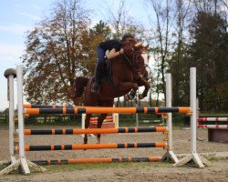 jumper Campari Orange 2 (Westphalian, 2007, from Cadeau des Dieux)