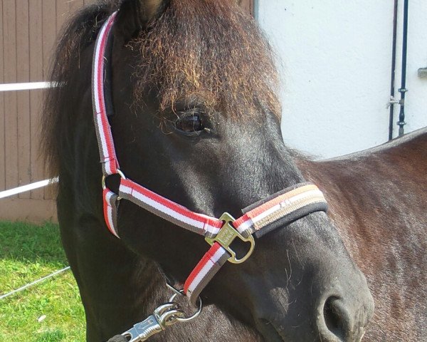 dressage horse Blacky (Polish Warmblood, 2008)
