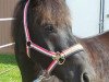 dressage horse Blacky (Polish Warmblood, 2008)