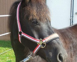 Dressurpferd Blacky (Polnisches Warmblut, 2008)