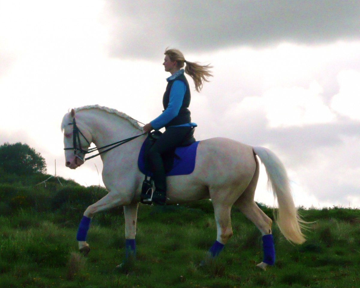 horse Grana y Oro (Lusitano, 2007)