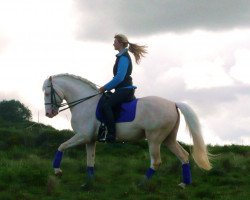 horse Grana y Oro (Lusitano, 2007)