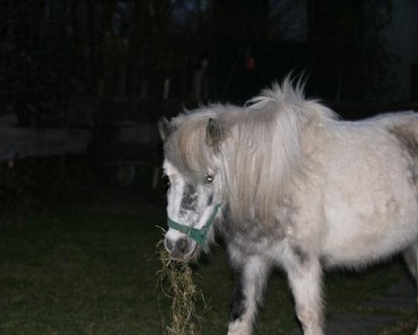 Dressurpferd Jackie (Shetland Pony, 2000, von Kevin)