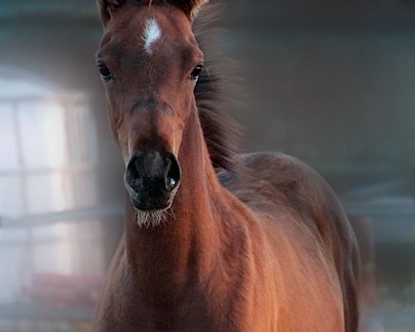 broodmare CNC Phyn’s Poëzie (Arab half breed / Partbred, 2013, from Poker)