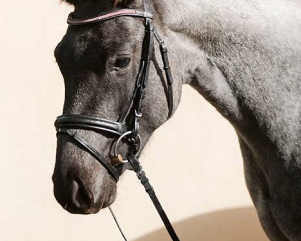 stallion Lando (Pinto with riding horses pedigree, 2012, from Aladin Dancer xx)