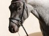 stallion Lando (Pinto with riding horses pedigree, 2012, from Aladin Dancer xx)