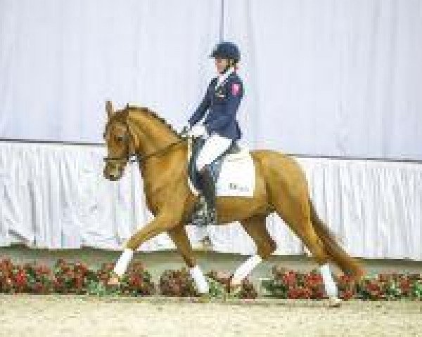 dressage horse Tiago 8 (German Riding Pony, 2010, from Timberland)