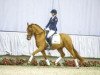 dressage horse Tiago 8 (German Riding Pony, 2010, from Timberland)